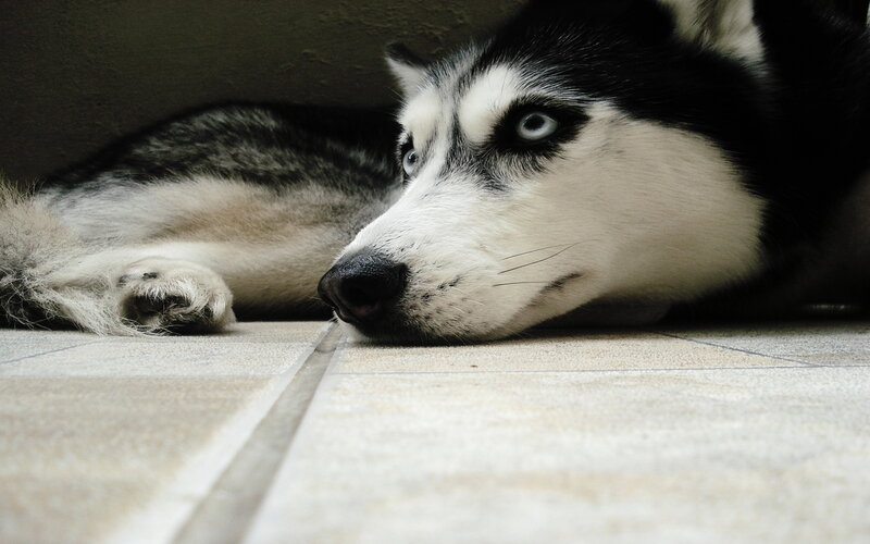 Husky Dog Lying Down — Black, Calm, Photograph