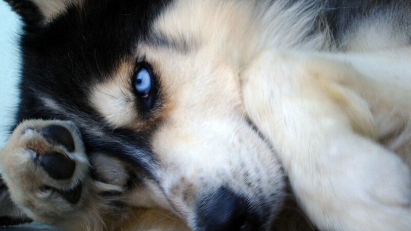 Husky Dog Lying Down — Black, Calm