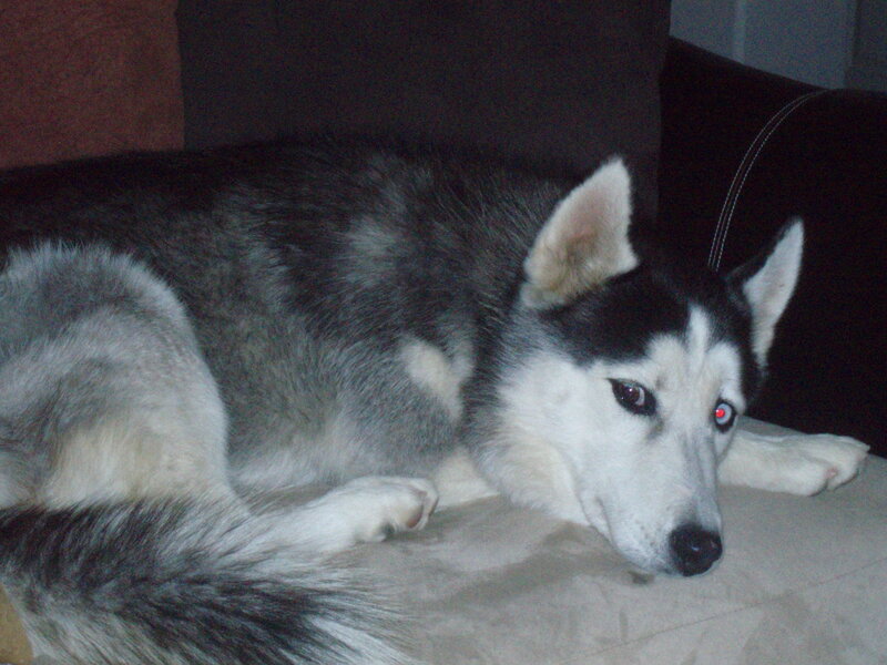 Husky Dog Lying Down — Black