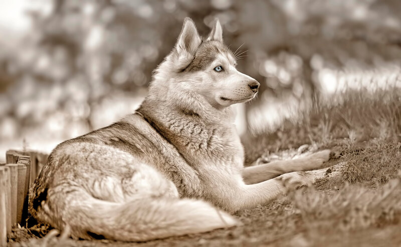 Husky Dog Lying Down — Brown, Calm, Afternoon