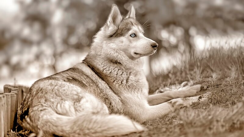 Husky Dog Lying Down — Brown, Calm, Photograph, Grass