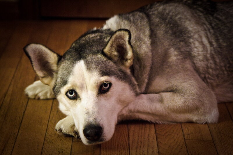 Husky Dog Lying Down — Brown, Calm, Photograph