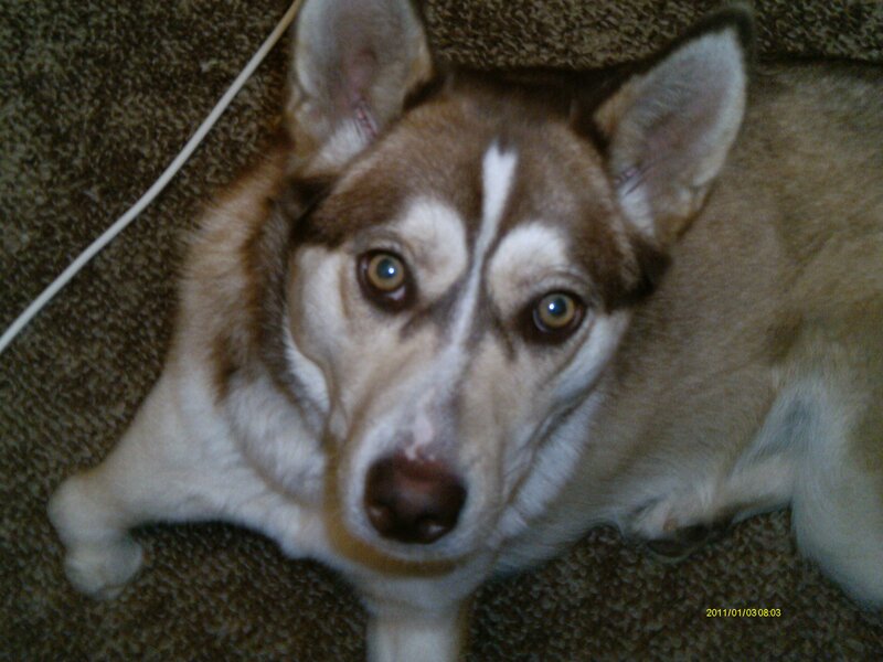 Husky Dog Lying Down — Brown, Calm