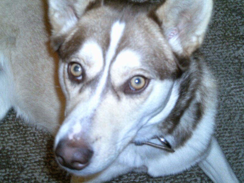 Husky Dog Lying Down — Brown