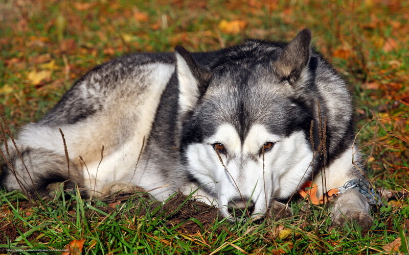 Husky Dog Lying Down — Gray, Calm, Autumn