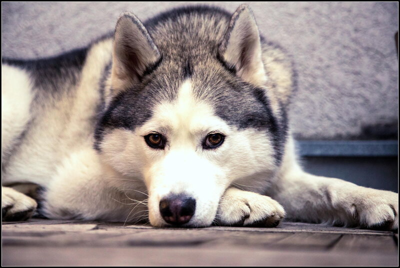 Husky Dog Lying Down — Gray, Calm, Photograph