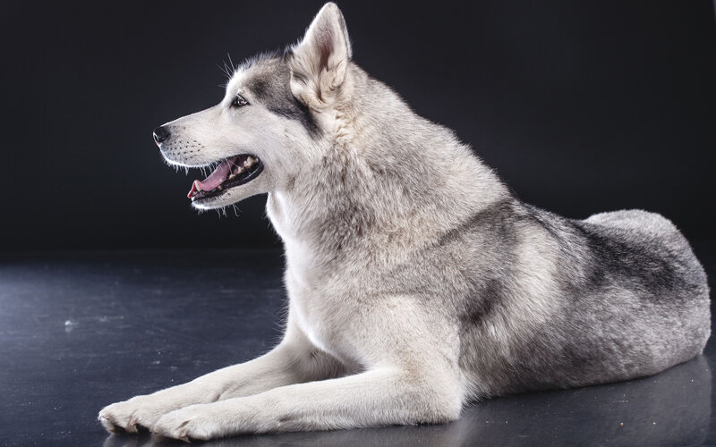 Husky Dog Lying Down — Gray, Calm