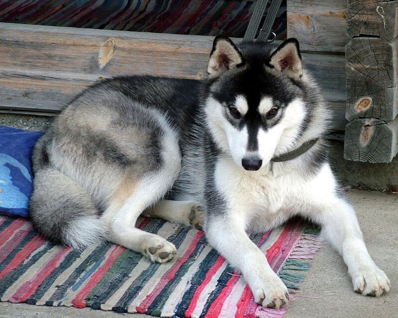 Husky Dog Lying Down — Gray