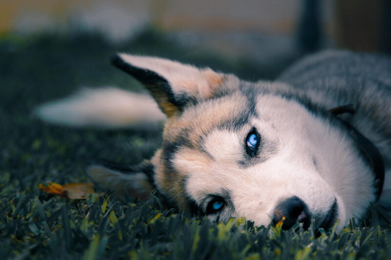Husky Dog Lying Down — White, Calm, Afternoon