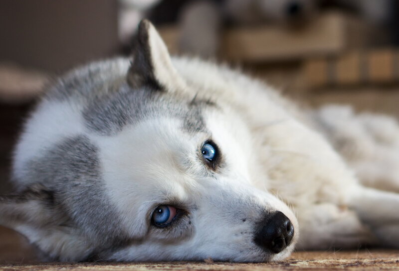 Husky Dog Lying Down — White, Calm, Photograph, Floor