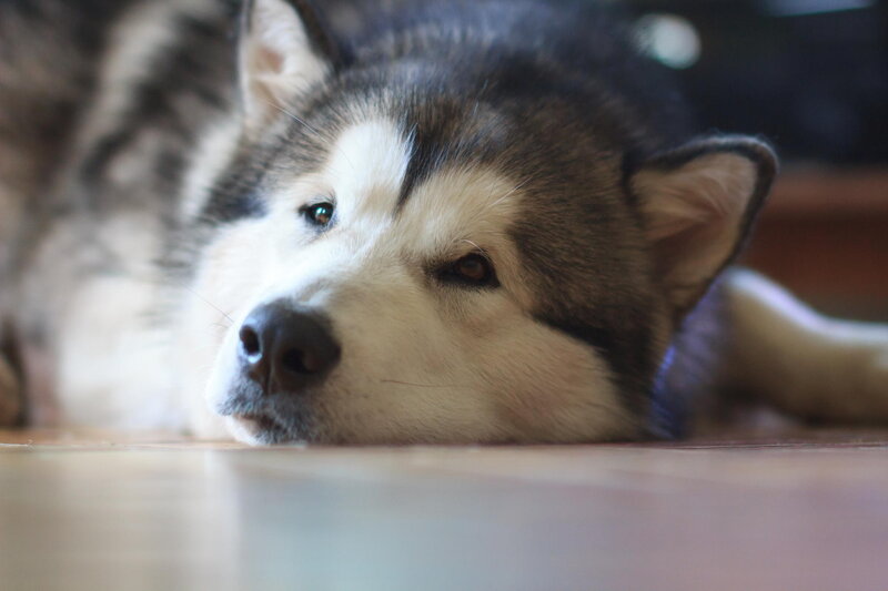 Husky Dog Lying Down — White, Calm, Photograph