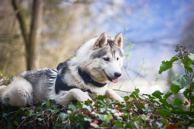 Husky Dog Lying Down — White, Calm, Spring