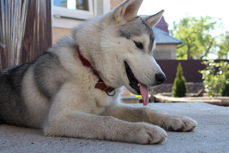 Husky Dog Lying Down — White, Calm