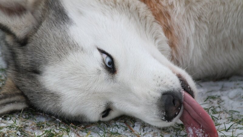 Husky Dog Lying Down — White, Calm, Winter