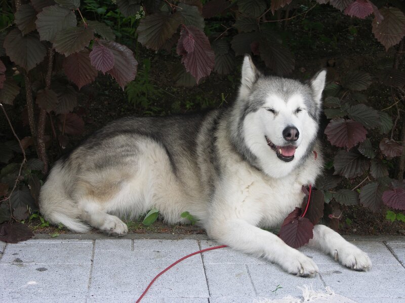 Husky Dog Lying Down — White