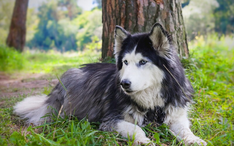 Husky Dog Lying in Grass — Black
