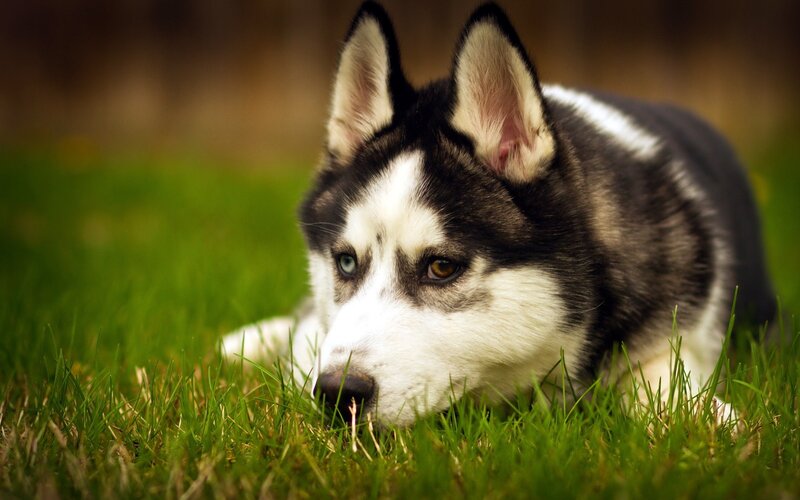 Husky Dog Lying in Grass — Green, Calm, Afternoon