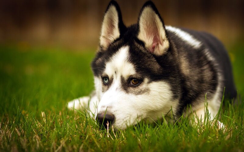 Husky Dog Lying in Grass — Green, Calm