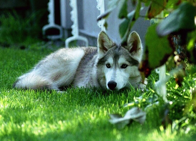Husky Dog Lying in Grass — Green