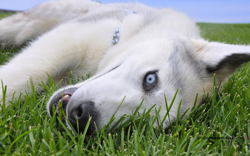 Husky Dog Lying in Grass
