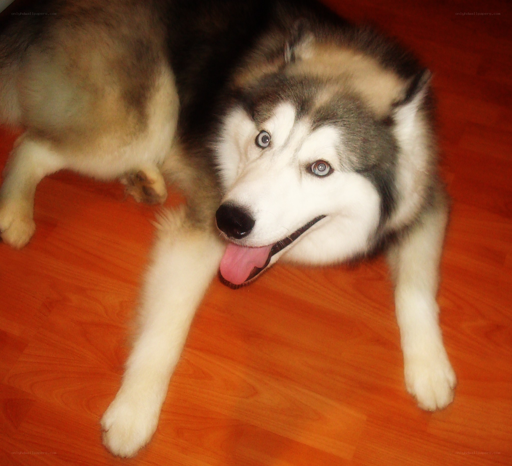husky dog lying on floor
