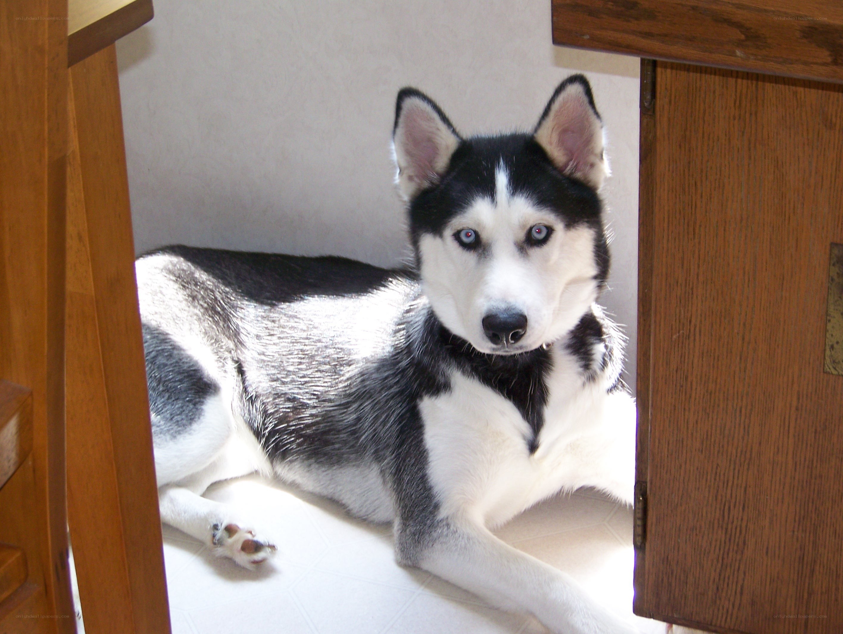 husky dog lying on floor