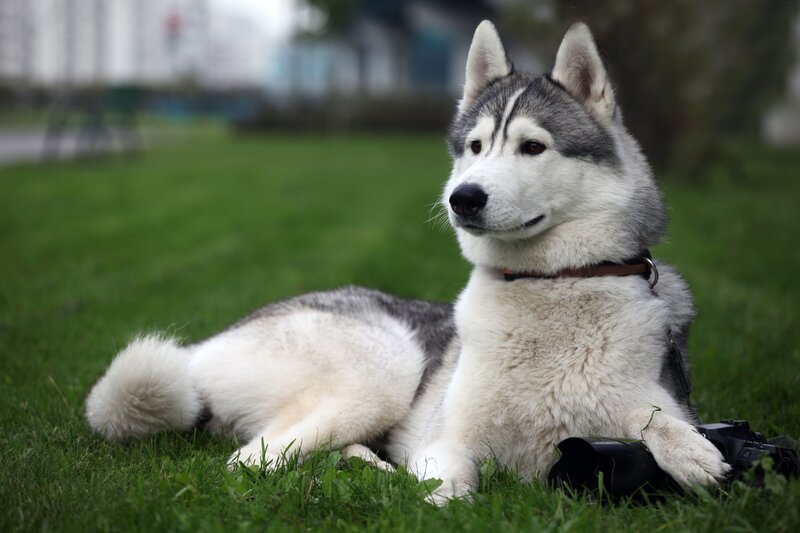 Husky Dog Lying on Grass — Green, Calm