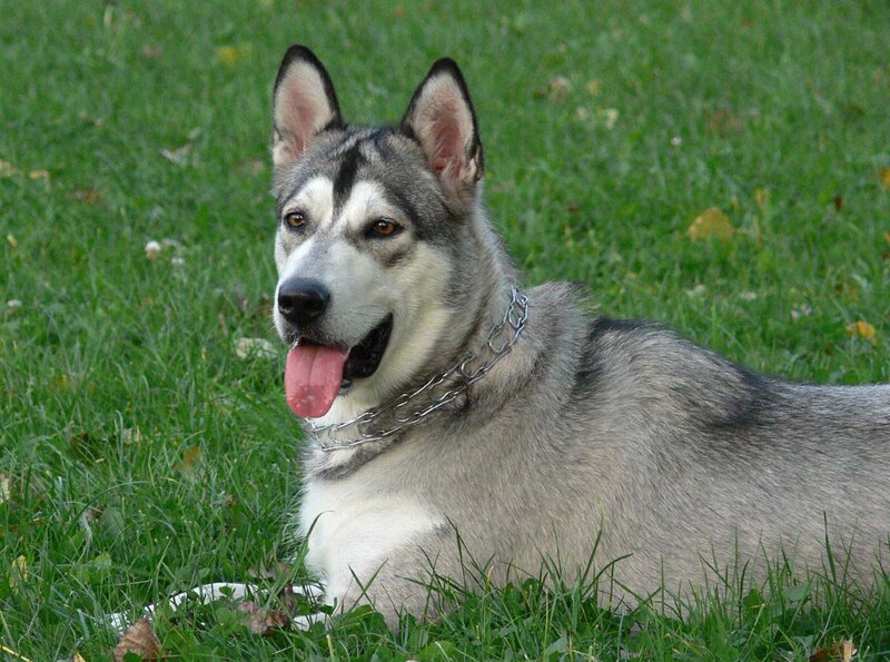 Husky Dog Lying on Grass — Green