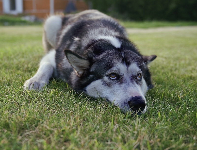 Husky Dog Lying on Grass