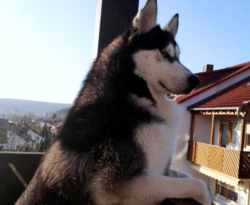 Husky Dog on Balcony