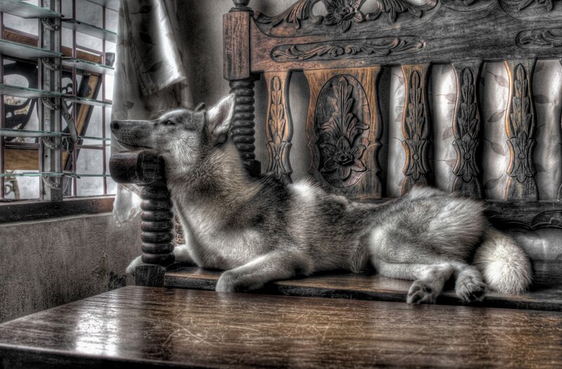 Husky Dog on Bench — Gray