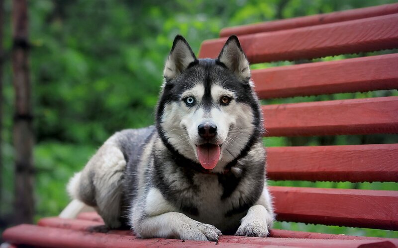 Husky Dog on Bench — Red
