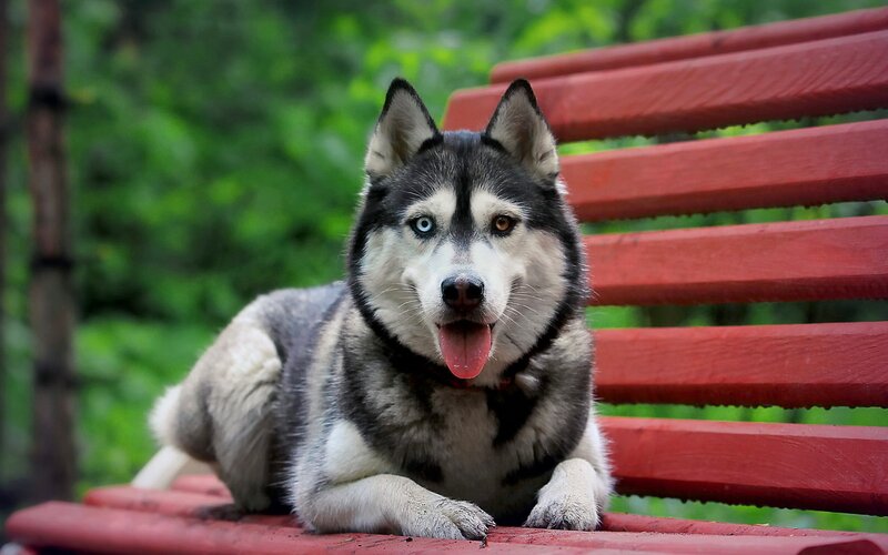 Husky Dog on Bench