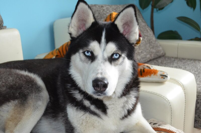 Husky Dog on Couch — Black