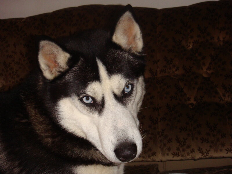 Husky Dog on Couch