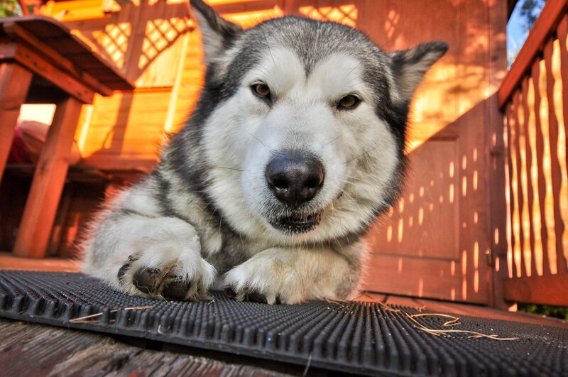 Husky Dog on Deck