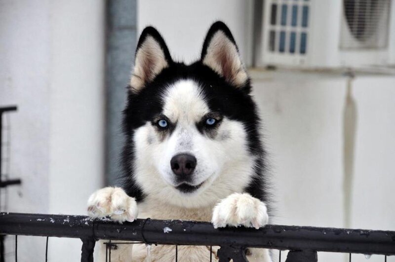 Husky Dog on Fence — Black