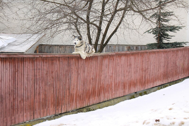 Husky Dog on Fence