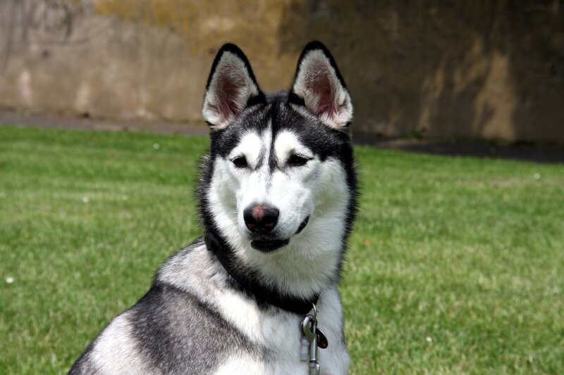 Husky Dog on Grass — Black
