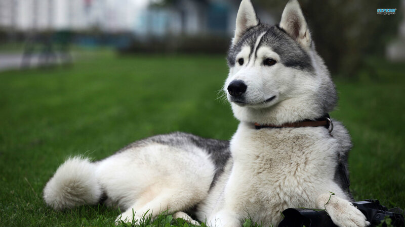 Husky Dog on Grass — Green, Calm, Afternoon, Photograph, Collar