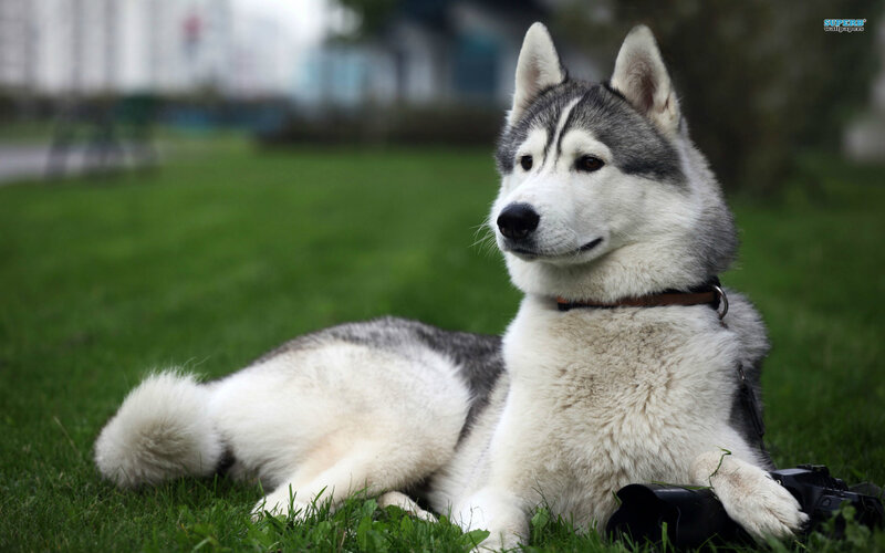 Husky Dog on Grass — Green, Calm, Afternoon, Photograph