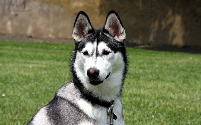 Husky Dog on Grass — Green, Calm, Afternoon