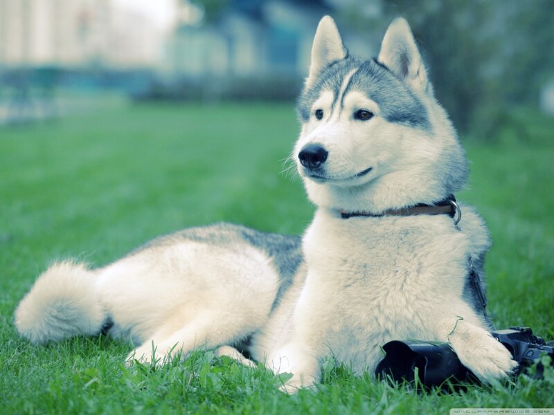 Husky Dog on Grass — Green, Calm