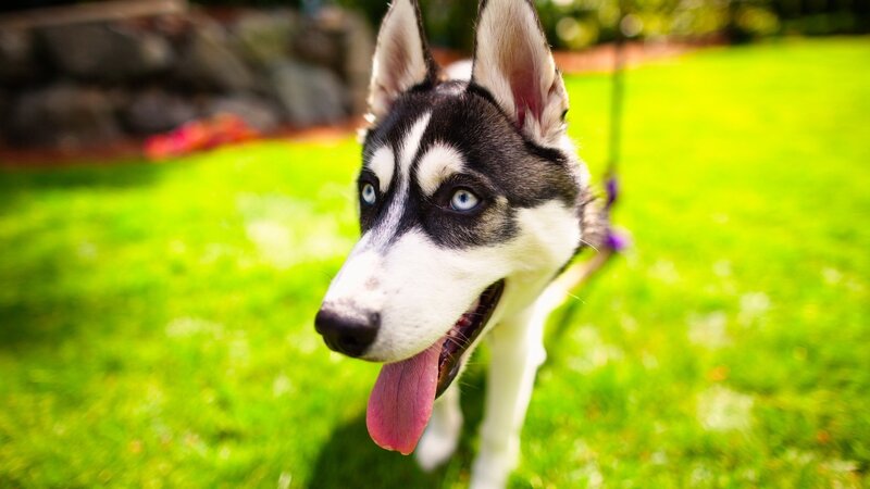 Husky Dog on Grass — Green, Playful