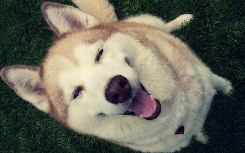 Husky Dog on Grass — Green, Relaxed, Photograph