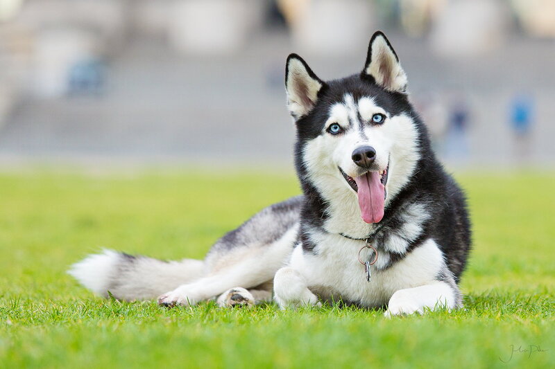 Husky Dog on Grass — Green, Relaxed