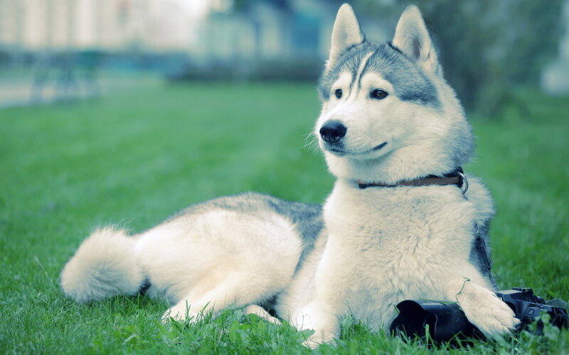 Husky Dog on Grass — Green
