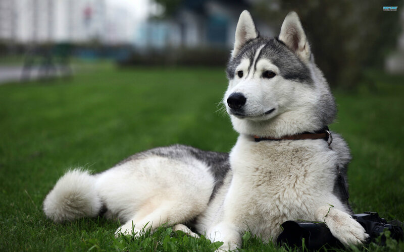 Husky Dog on Grass — White