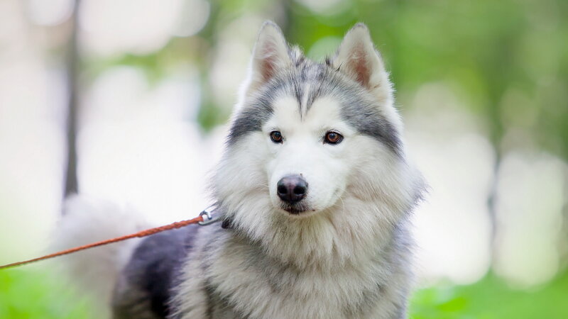 Husky Dog on Leash