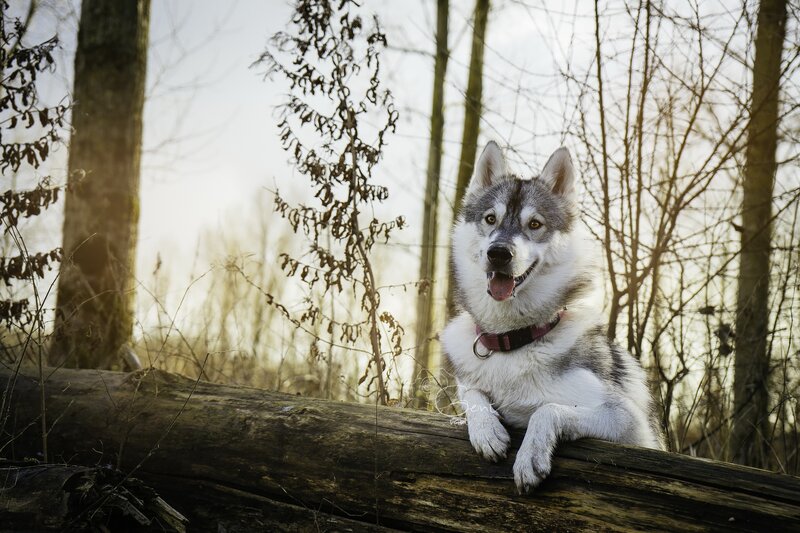 Husky Dog on Log — Gray